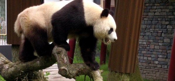 Klauterende panda